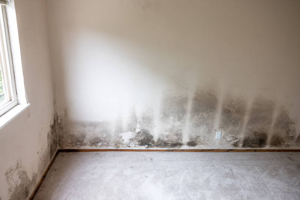 Best Environmental Consulting for Mold Prevention  in Ridgeland, MS